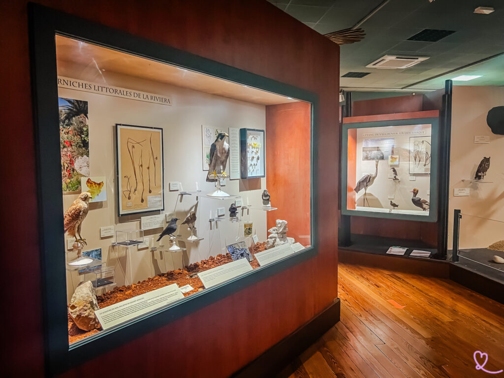 Unser Leitfaden für die Planung Ihres Besuchs des Naturhistorischen Museums in Nizza: Anfahrt, Sehenswürdigkeiten und praktische Tipps