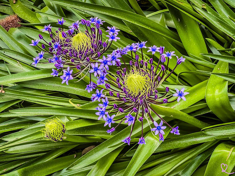 Legga il nostro articolo sul giardino botanico di Villa Thuret ad Antibes!